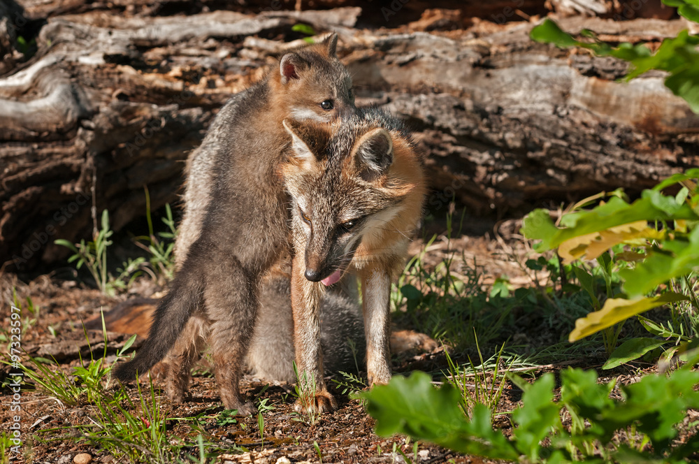 Kit Climbs On Grey Fox Vixen (Urocyon cinereoargenteus) Kit Climbs On Grey Fox Vixen (Urocyon cinereoargenteus)
