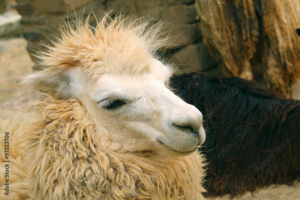 Peruvian llama close-up. full head shoot. Peruvian llama close-up. full head shoot.