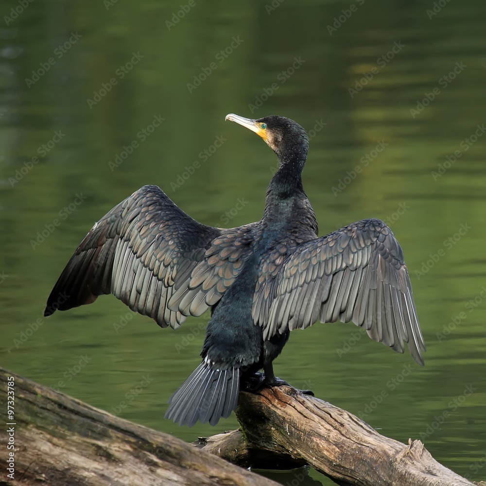 Le grand cormoran