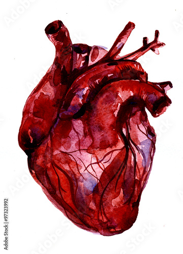Obraz na płótnie Aquarelle human red-blood heart