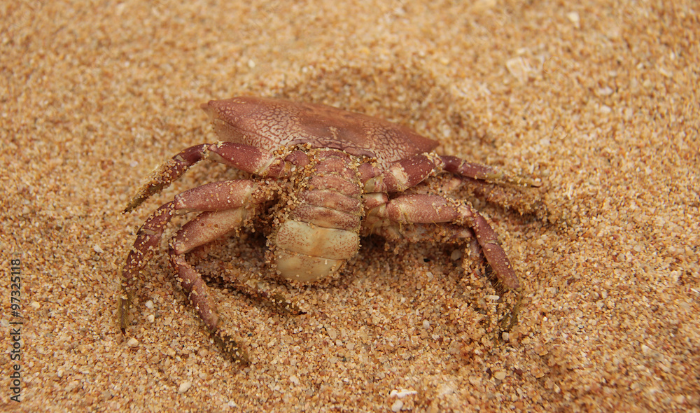 dead red crab on the sand