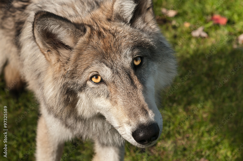 Naklejka premium Grey Wolf (Canis lupus) Looks Up at Viewer
