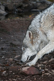 Grey Wolf (Canis lupus) Splashes on Riverbank