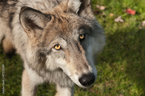 Grey Wolf (Canis lupus) Looks Up at Viewer