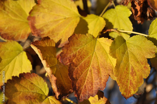 yellow leaves closeup