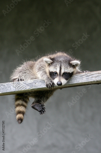 Baby raccoon ventures from nest