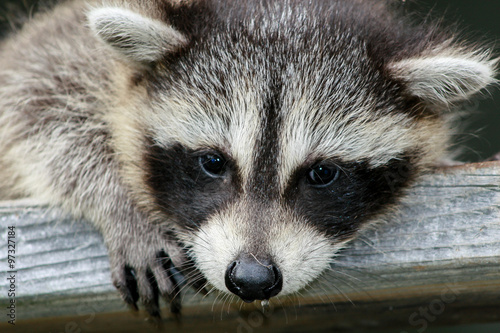 Baby raccoon ventures from nest