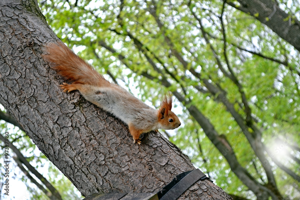 squirrel sits on a tree in the park