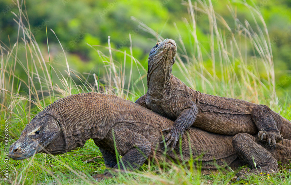 Obraz premium Komodo Dragons are fighting each other. Very rare picture. Indonesia. Komodo National Park. An excellent illustration.