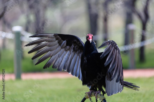Turkey Vulture wings open perched