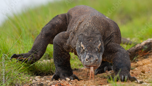 Komodo dragon is on the ground. Interesting perspective. The low point shooting. Indonesia. Komodo National Park. An excellent illustration.