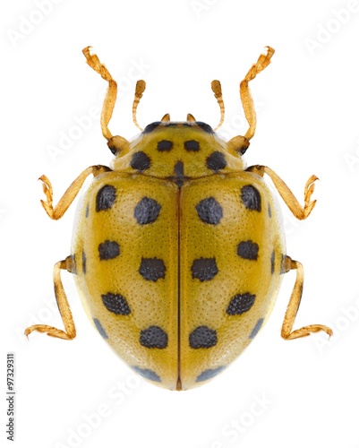 Beetle Psyllobora vigintiduopunctata © als