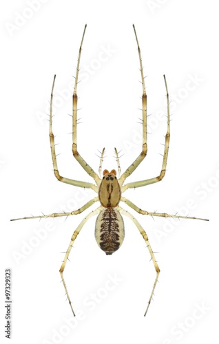 Spider Linyphia triangularis