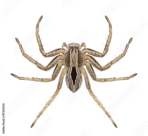 Spider LThanatus formicinus