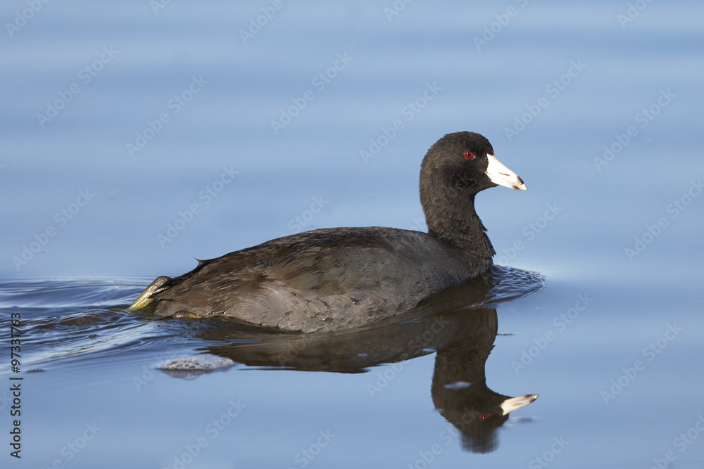American Coot Swimming in Lake with Reflection American Coot Swimming in Lake with Reflection