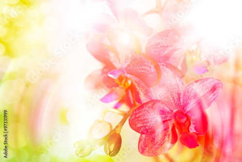 Orchid flower close up