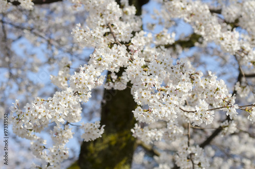 Japan cherry blossom or Sakura, which will fully blooming in spring