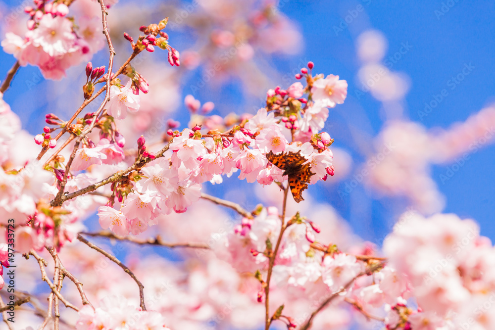 Spring Sakura Cherry Blossom.  pink blossom sukura flowers