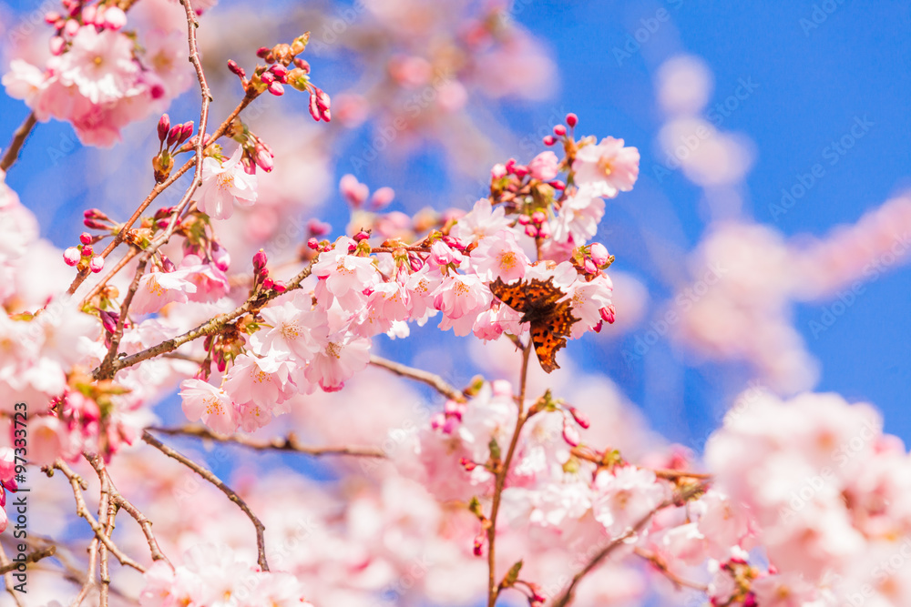 Spring Sakura Cherry Blossom. pink blossom sukura flowers Spring Sakura Cherry Blossom. pink blossom sukura flowers