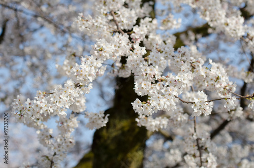 Japan cherry blossom or Sakura, which will fully blooming in spring