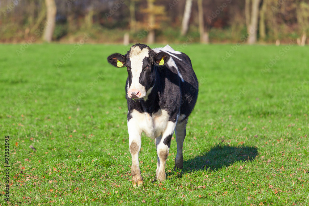 dairy cow. Cow grazing on a green meadow. dairy cow. Cow grazing on a green meadow.