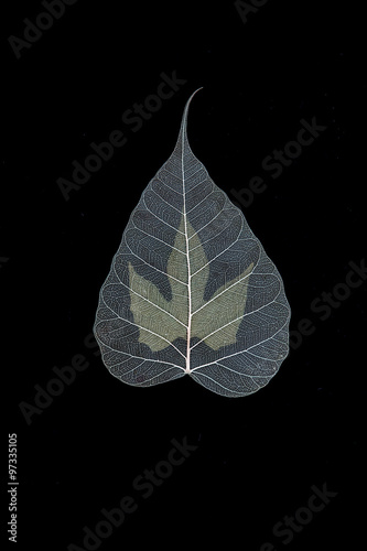 dry Pho leaf detail texture on black background