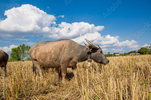 Fototapeta Naklejka Na Ścianę i Meble -  Water buffalo standing on rice field after harvest under beautif