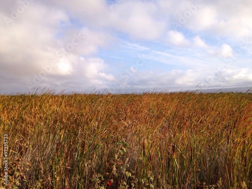 Wallpaper Mural cayote hills field Torontodigital.ca