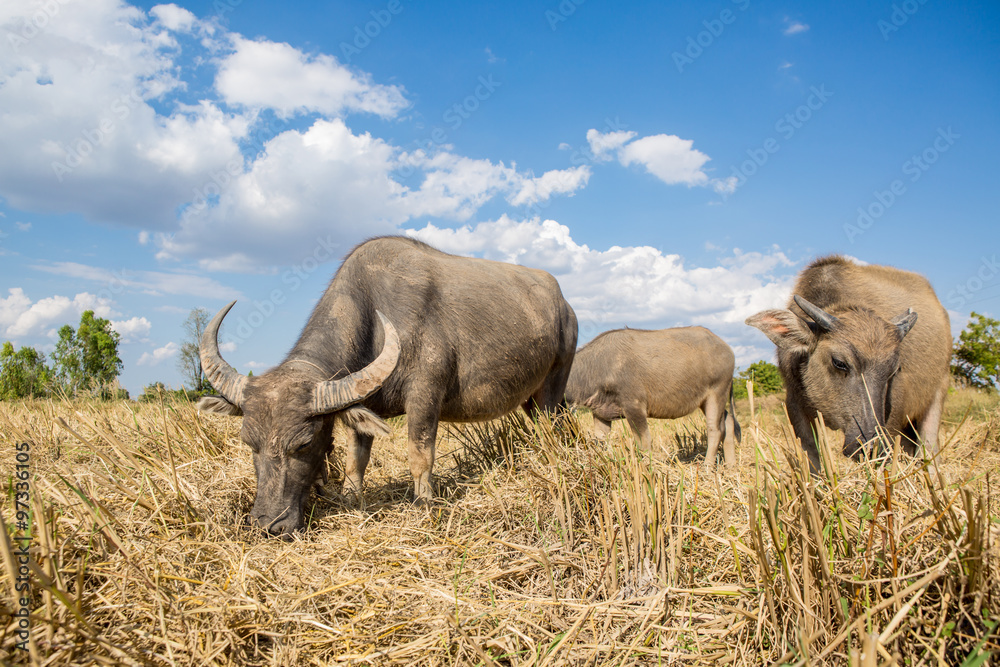 Water buffalo standing on rice field after harvest under beautif