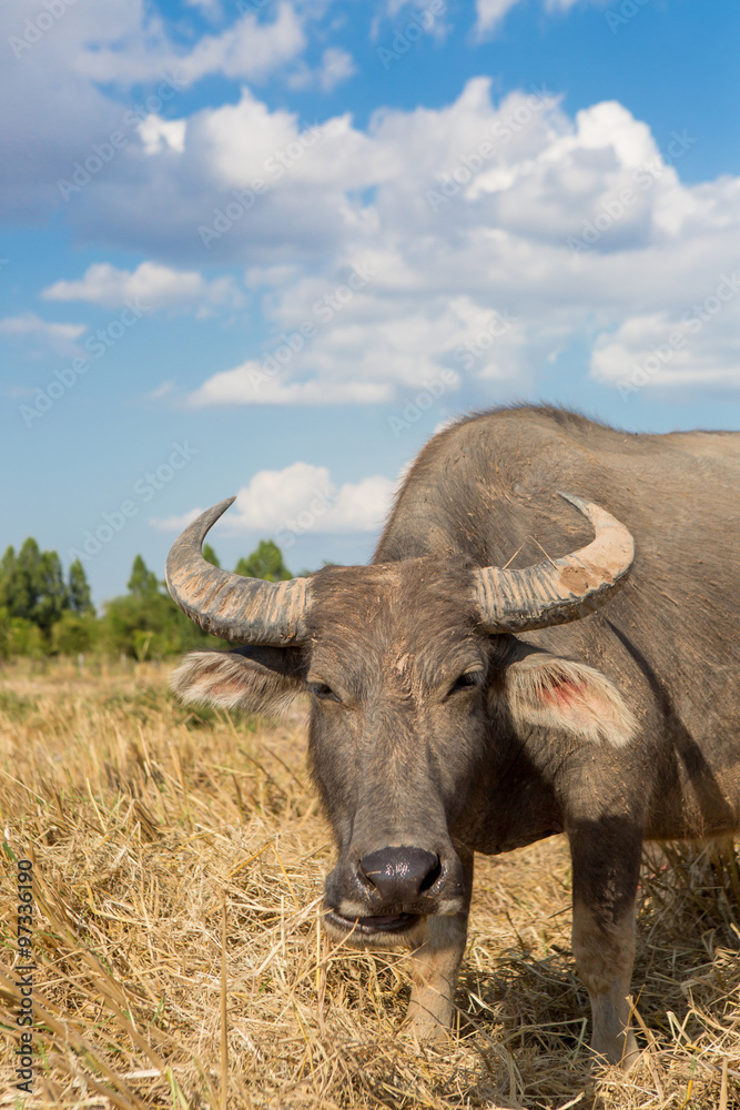 Fototapeta premium Water buffalo standing on rice field after harvest under beautif