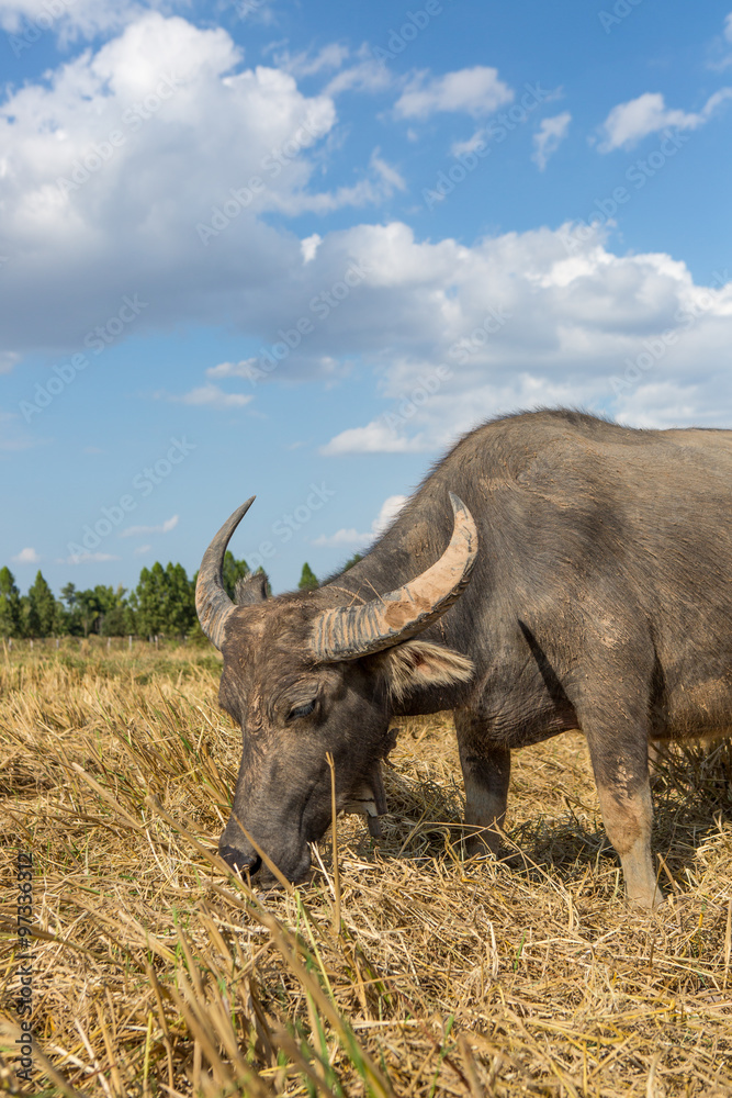 Water buffalo standing on rice field after harvest under beautif Water buffalo standing on rice field after harvest under beautif