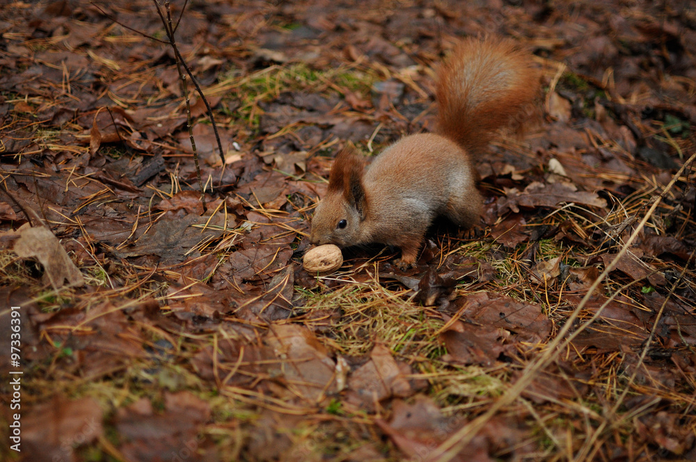 Red squirrel in the park eating a walnuts Red squirrel in the park eating a walnuts