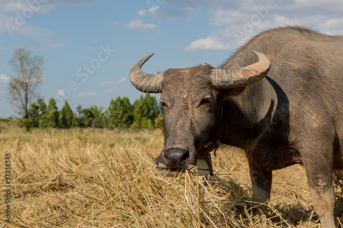 Water buffalo standing on rice field after harvest under beautif