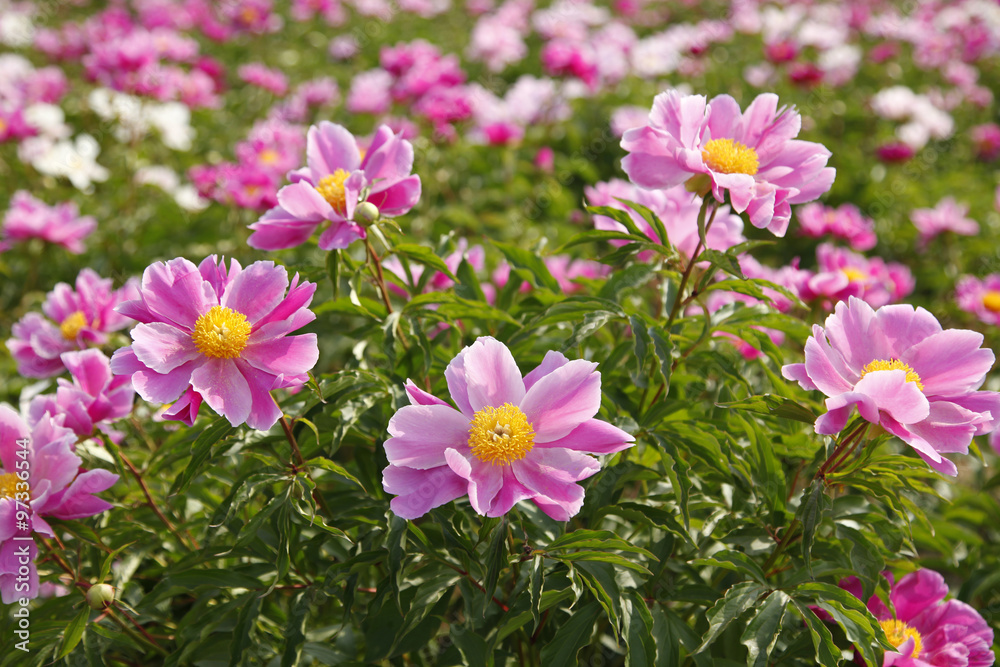 The peony in the park The peony in the park