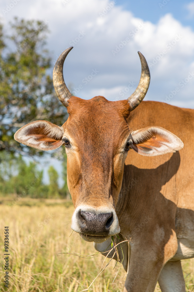 cow in rice field after harvest with blue sky cow in rice field after harvest with blue sky