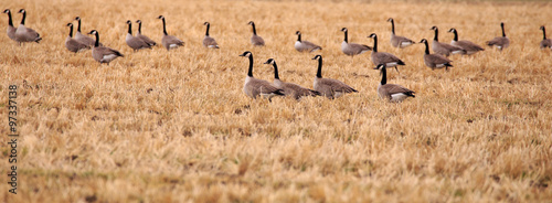 Panorama of Geese.