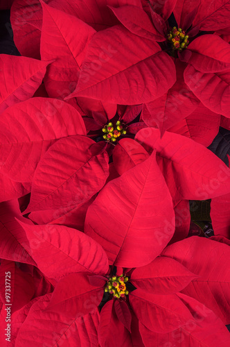 Close Up of Bright Red Christmas Poinsettia