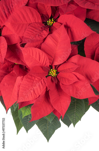 Pot of Bright Red Poinsettia