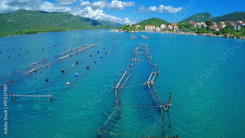 Growing mussels and oysters in the Mali Ston Bay