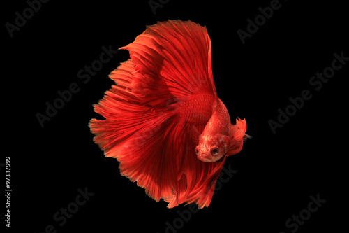Red siamese fighting fish isolated on black background