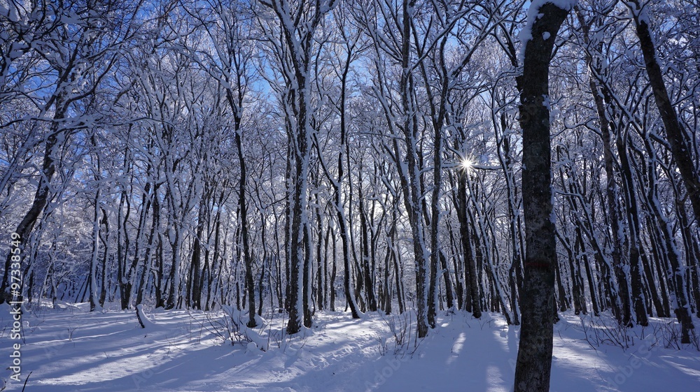 雪景色　/ 森林