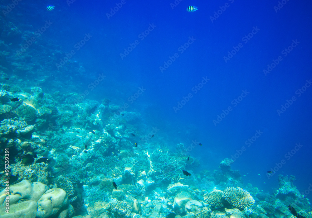 Fototapeta premium underwater