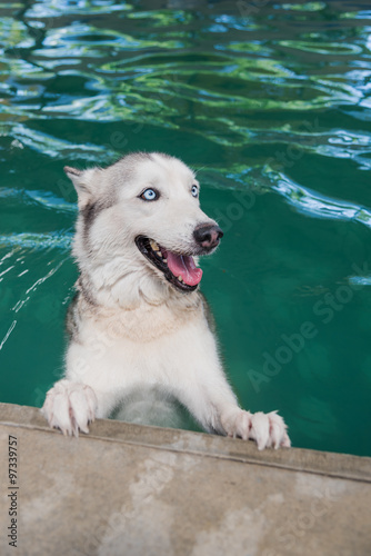 Siberian husky dog in a swimming pool