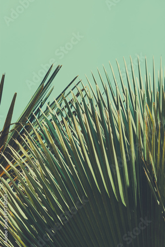 Abstrac tropical vintage background. Retro toned.