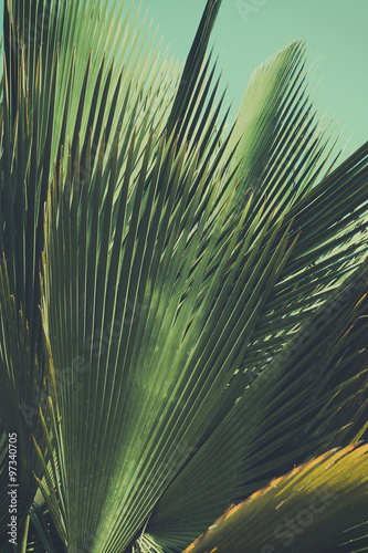 Abstrac, retro toned etxotic background.