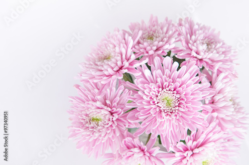 purple pastel daisy flower close up petals