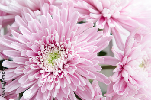 purple pastel daisy flower close up petals