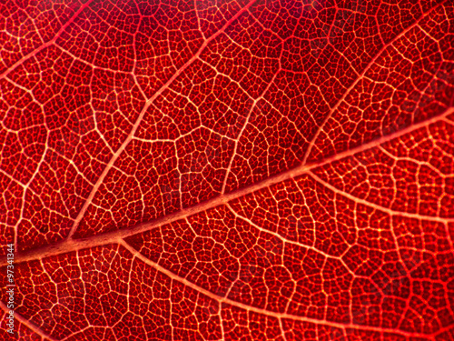 Backlit illuminated leaf macro
