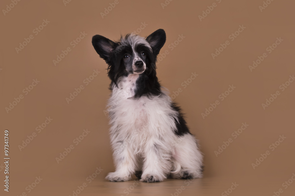 Chinese Crested puppy isolated on a colored background Chinese Crested puppy isolated on a colored background