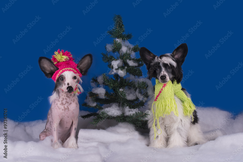 Chinese crested puppies playing at the snow-covered trees